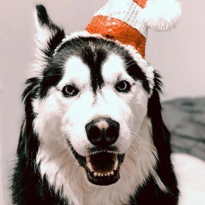 BaltaBear Profile Picture