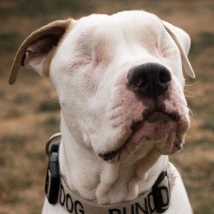 Bear the Blind Pit Profile Picture