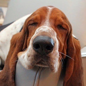 Dean The Basset Profile Picture