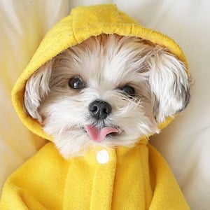 Herman in the Hood Profile Picture
