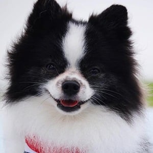 Huxley the Panda Puppy Profile Picture