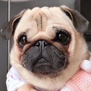 Loulou the Pug Profile Picture