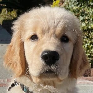 Bodie the Golden Headshot 3 of 5