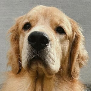 Bodie the Golden Headshot 4 of 5