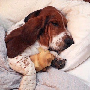 Dean The Basset Headshot 8 of 10