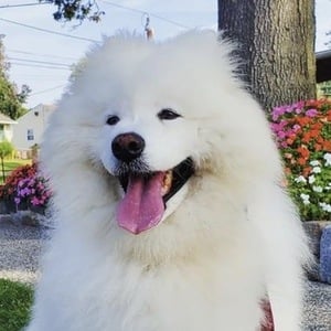 Enzo the Samoyed at age 9