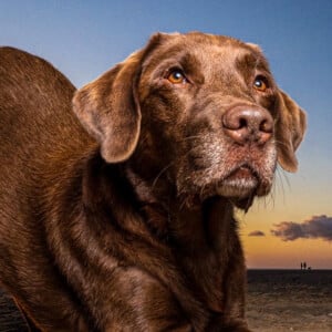 Good Boy Ollie Headshot 10 of 10
