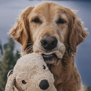 Gumbo the Dog Headshot 2 of 10