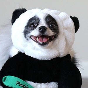 Huxley the Panda Puppy Headshot 3 of 3