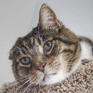 Klaus the Cat Headshot 4 of 10