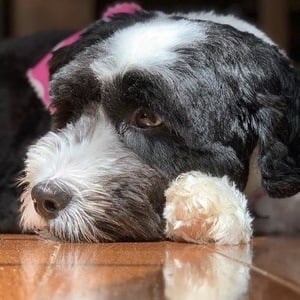 Oreo the Dog Headshot 4 of 10