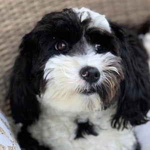 Oreo the Dog Headshot 5 of 10