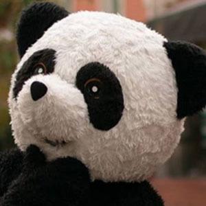 Panda Aventurero Headshot 5 of 9