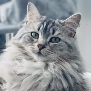 Shuba The Siberian Headshot 7 of 7