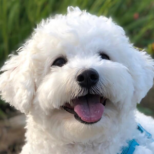 Yoshi the Bichon Frisé Headshot 2 of 5