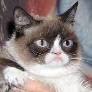 Grumpy Cat