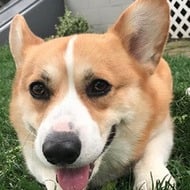 Huckleberry the Corgi