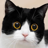 Izzy the Cat