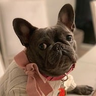 Izzy The Frenchie