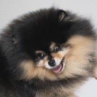 Mocha the Pomeranian