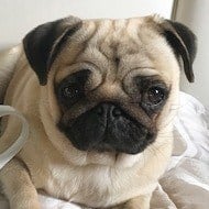 Moka The Adorable Pug