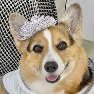 Olivia the Corgi