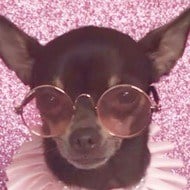 Stacy The Chihuahua