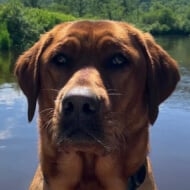 Ruby the Labrador