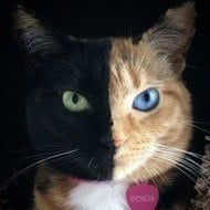 Venus the Two Face Cat