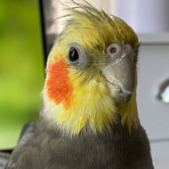 YumYumTheTiel