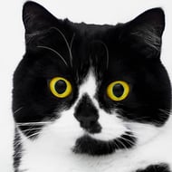 Zoe the Cat